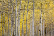 Tranquilo amarelo bétula outono árvores durante o dia — Fotografia de Stock