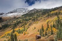 Árboles otoñales en ladera remota, Red Mountain Pass, Colorado Estados Unidos - foto de stock