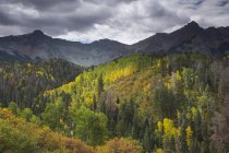 Grüne und gelbe Herbstbäume am Berghang, Westgabelung Dallas Creek, colorado, Vereinigte Staaten — Stockfoto