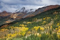 Árboles amarillos de otoño en la ladera debajo de la montaña nevada, Red Mountain Pass, Colorado, Estados Unidos - foto de stock
