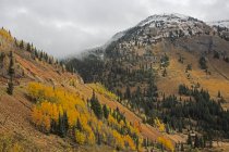Autumn trees on distant hillside, near Silverton, Colorado, United States — стоковое фото