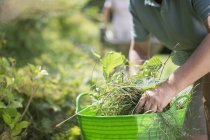 Close up view of man weeding in garden — Stock Photo