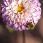 Close up of bee pollinating pink dahlia flower — Stock Photo