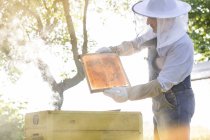 Apicultor em roupa protetora examinando abelhas em favo de mel — Fotografia de Stock
