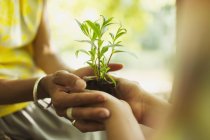 Close up mother and son cupping seedling — Stock Photo
