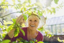 Smiling senior woman picking apple from tree in sunny garden — Stock Photo