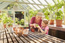 Grandmother and granddaughter potting plants in greenhouse — Stock Photo