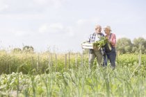 Старшая пара собирает овощи в солнечном саду — стоковое фото