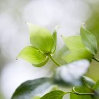 Close up de folhas verdes frescas na árvore dogwood — Fotografia de Stock