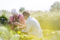 Бабушка и внук собирают овощи в солнечном саду — стоковое фото