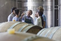 Vintner and winery employees examining wine in cellar — Stock Photo