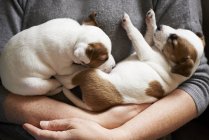Close up girl holding sleeping puppies at home — Stock Photo