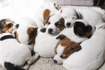 Sleeping puppies on top of each other — Stock Photo