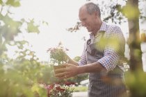 Sonriente planta vivero trabajador examinando flores en maceta - foto de stock