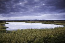 Спокойная озерная вода, окруженная растениями — стоковое фото