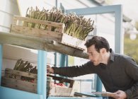 Operaio del mercato agricolo che controlla l'inventario degli asparagi — Foto stock
