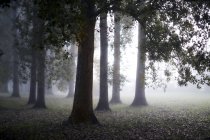 Niebla etérea detrás de tranquilos árboles otoñales - foto de stock