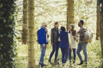 Friends talking hiking in sunny woods — Stock Photo