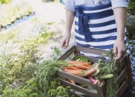 Mujer cosechando zanahorias frescas y verduras en el jardín - foto de stock