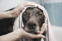 Primer plano retrato grave negro perro siendo bañado - foto de stock
