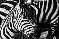Primo piano di zebra, Serengeti, Tanzania — Foto stock