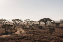 Árvores e estrada de terra em tranquilo deserto ensolarado, Serengeti, Tanzânia — Fotografia de Stock