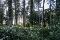 Samambaias exuberantes e hera crescendo abaixo de árvores em bosques, New Forest, Reino Unido — Fotografia de Stock