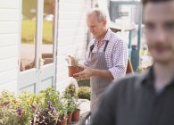 Plant nursery worker examining potted plant — Stock Photo
