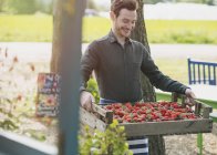 Smiling plant nursery worker carrying crate of strawberries — Stock Photo