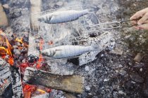 Fish cooking in grill basket over campfire — Stock Photo