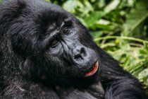 Primer plano del gorila, Parque Nacional Impenetrable Bwindi, Uganda - foto de stock