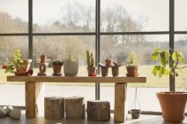 Касті і горщики рослини, що ростуть у вікні сонячної кімнати — стокове фото