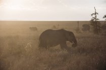 Elefante che cammina nell'erba del deserto, Serengeti, Tanzania — Foto stock