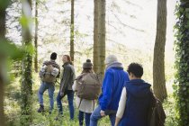 Friends hiking in woods — Stock Photo