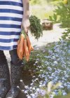 Woman holding bunch of fresh harvested carrots in garden — Stock Photo