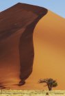 Vista del árbol de espinas camello creciendo a los pies de una enorme duna de arena - foto de stock