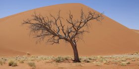 Vista del árbol desnudo, hierba seca y duna de arena en el desierto soleado - foto de stock