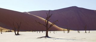 Vista de dunas de areia e espinhos de camelo no deserto ensolarado — Fotografia de Stock