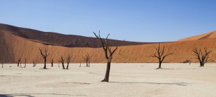 Blick auf kahle Bäume, Sanddünen und blauen Himmel in der sonnigen Wüste — Stockfoto