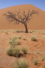 Vista de árbol desnudo, hierba, duna de arena y cielo azul en el desierto soleado - foto de stock