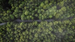 Vista aérea aérea aérea da estrada entre árvores verdes, Naestved, Dinamarca — Fotografia de Stock