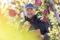 Retrato sonriente granjero macho con portapapeles inspeccionando manzanas rojas en huerto soleado - foto de stock