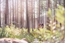Junges Paar wandert im sonnigen Wald — Stockfoto