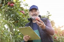 Agriculteur masculin avec presse-papiers inspectant les pommes dans le verger — Photo de stock