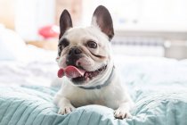 Französische Bulldogge liegt hechelnd auf Bett — Stockfoto