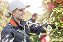 Smiling female farmer harvesting apples in orchard — Stock Photo