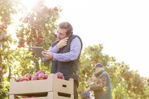 Чоловічий фермер з цифровим планшетом, що розмовляє на мобільному телефоні в сонячному яблучному саду — стокове фото