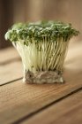 Натюрморт крупным планом свежий, органический, здоровый зеленый кайвовый Daikon ростки — стоковое фото