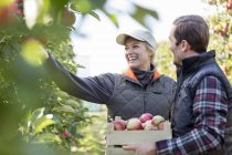 Agricultores sorridentes que colhem maçãs no pomar — Fotografia de Stock