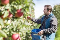 Agricultor masculino colhendo maçãs em pomar ensolarado — Fotografia de Stock